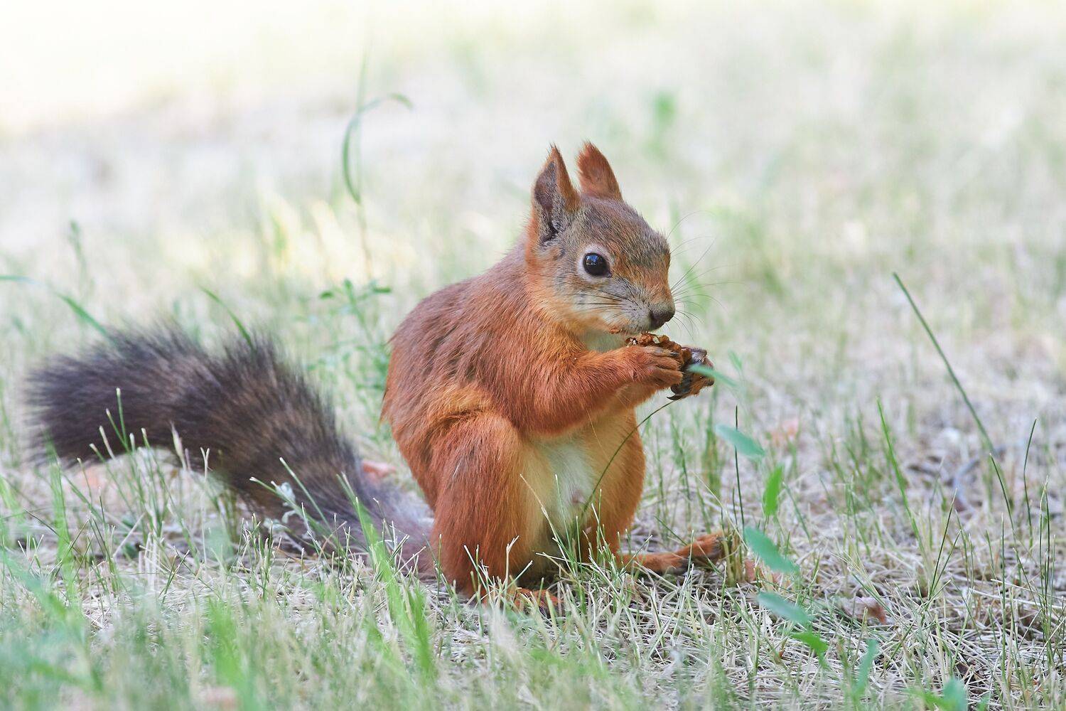 Sciurus vulgaris, белка, Павел Сторчилов