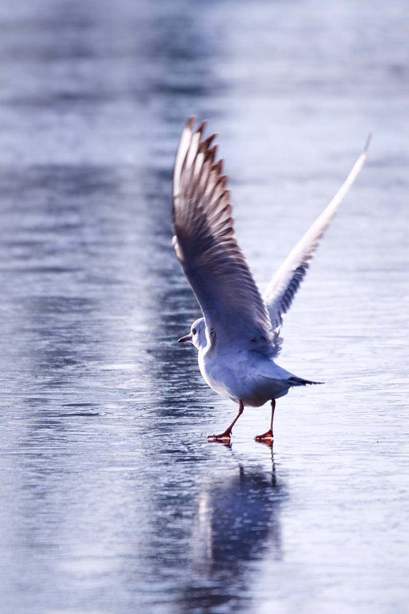 птицы, чайка, калининград, larusridibundus, birds, birdwatching, birdphotography, Хилько Марина