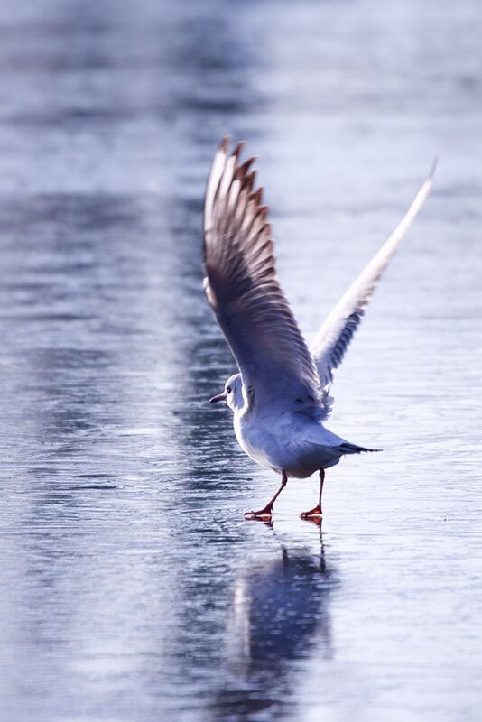 птицы, чайка, калининград, larusridibundus, birds, birdwatching, birdphotography Сохраняем равновесие! фото превью