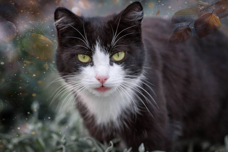 кот «Картина маслом»! фото превью