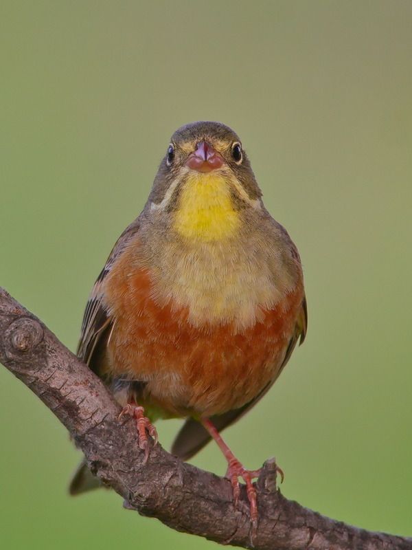 садовая овсянка, emberiza hortulana Садовая овсянка фото превью