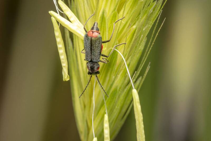 insects, macro, nature  фото превью