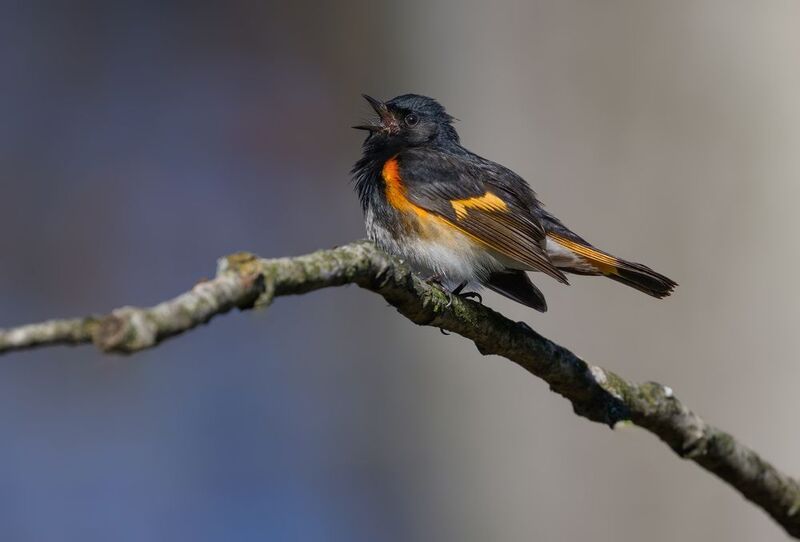 American Redstart фото превью