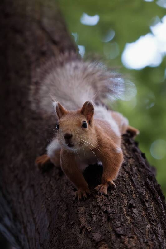 белка, squirrel Любопытная фото превью