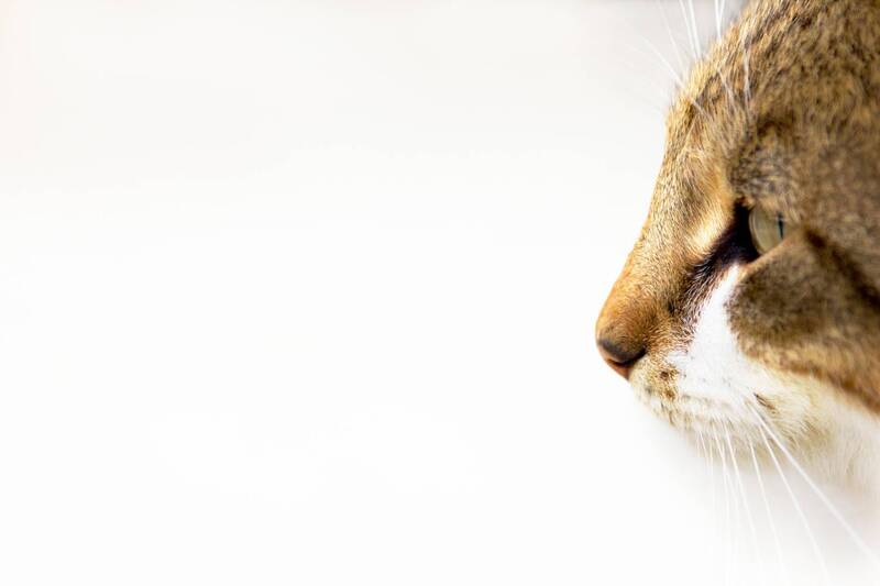 cat, marko, radovanovic, anima, face, portrait, pet, cute, predator, hunter, kitty, kitten, young, eyes, focus, isolation, animalphoto, petphotography Eyes of a predator фото превью
