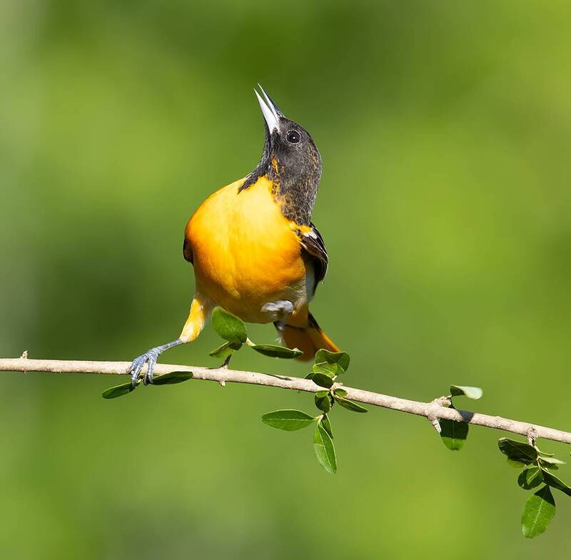 baltimore oriole, oriole, балтиморская иволга, иволга, весна, spring, birds, птицы, wild Baltimore Oriole - Балтиморская иволга фото превью