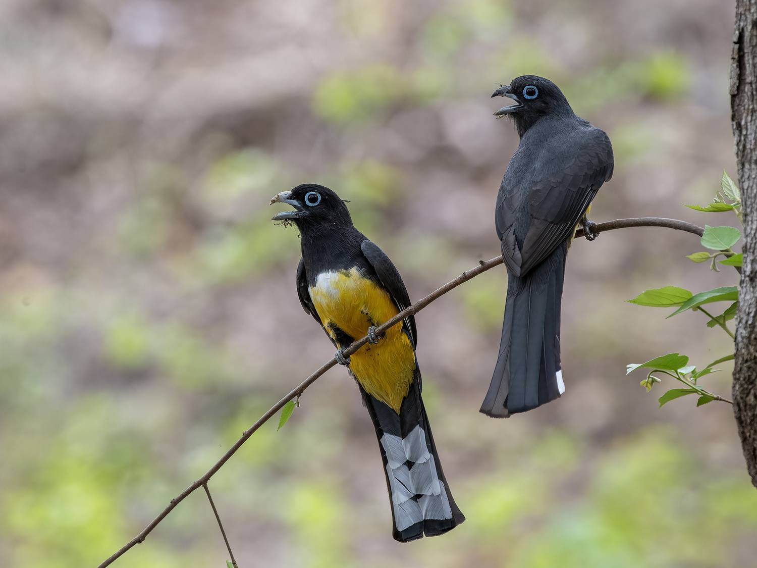 Black-headed Trogon. Автор: Fernando Burgalin Sequeira , Fernando Burgalin Sequeira