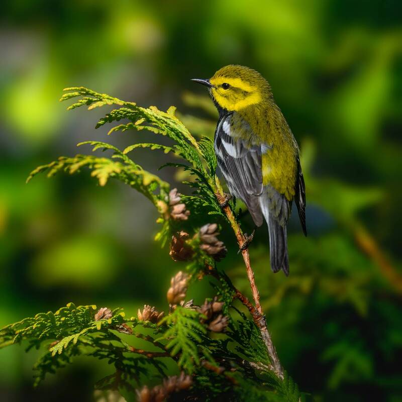 Black-throated Green Warbler фото превью
