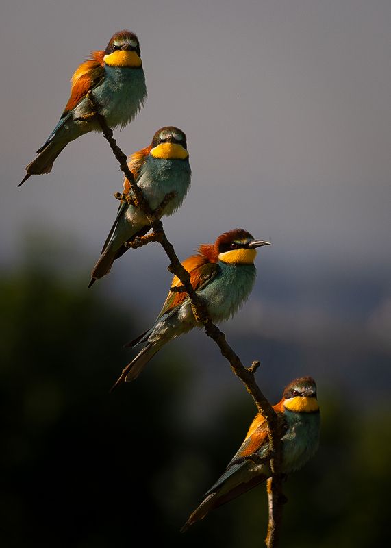 Bee-eater фото превью