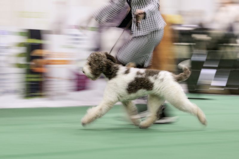 Lagotto Show фото превью