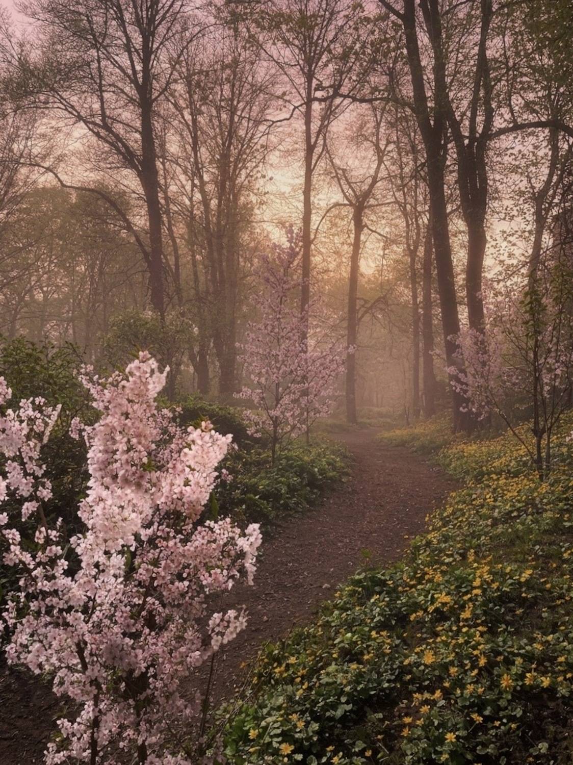 природа, весна, spring, пейзаж, nature, landscape, вишня, закат, sunset, Julia Kaissa