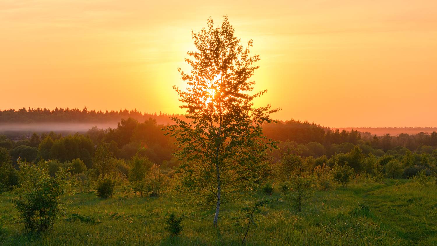 sunset, birch, tree, field, meadow, landscape, sunrise, evening, morning, sunlight, transparent, light, horizon, Андрей Козлов
