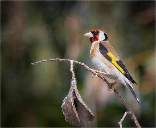 Обыкновенный щегол (лат. Carduelis carduelis).European goldfinch.