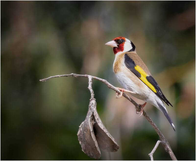 обыкновенный щегол, щегол, carduelis carduelis, птица, european goldfinch, goldfinch Обыкновенный щегол (лат. Carduelis carduelis).European goldfinch. фото превью