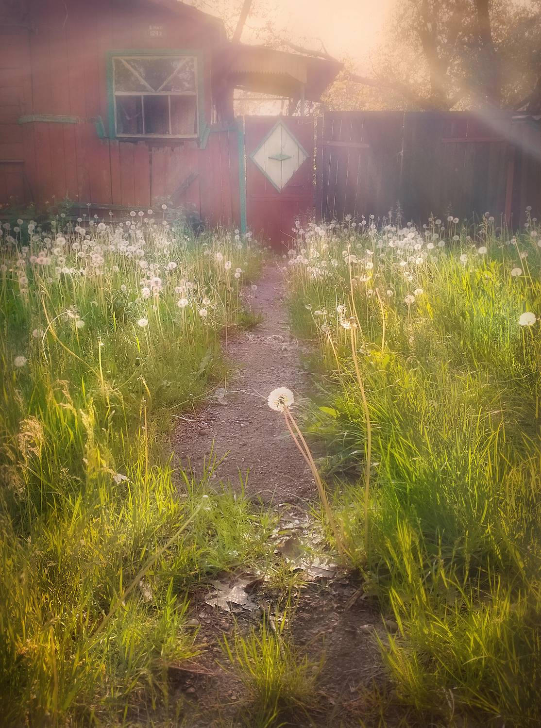 весна, май, одуванчики, настроение, тропинка, двор, дом, свет, природа, sun light, nature, village, old house, spring mood, spring light, Буглак Инна