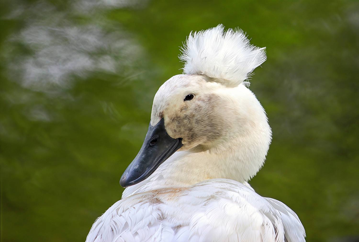 хохлатая утка, голандчкая утка, crested duck, КарОл