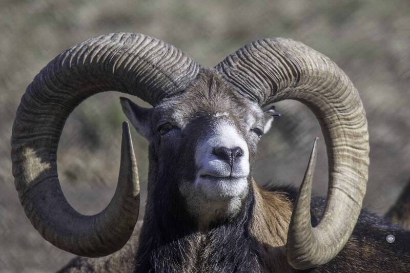 Mouflon фото превью