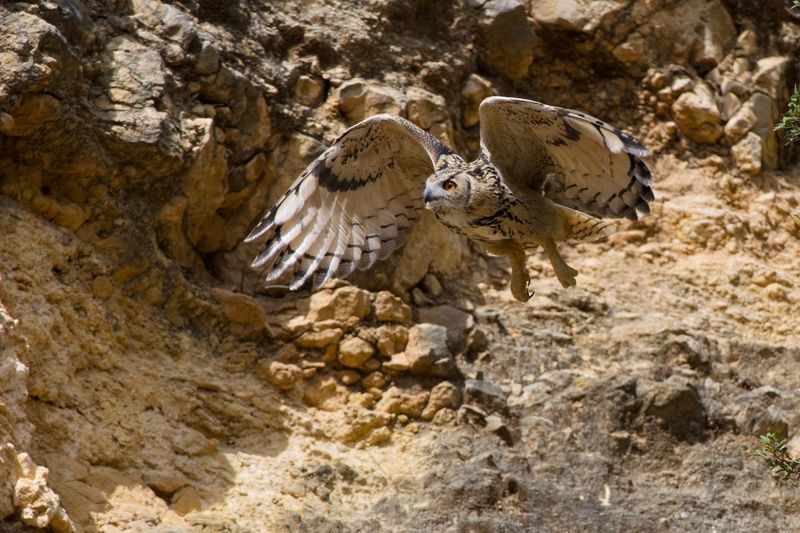 Desert Phantom фото превью