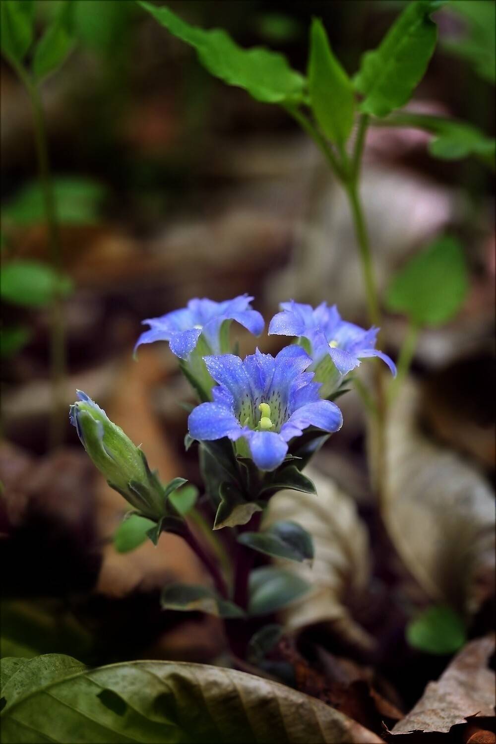 горечавка, цоллингера, gentiana, zollingeri, Евгений Слободской