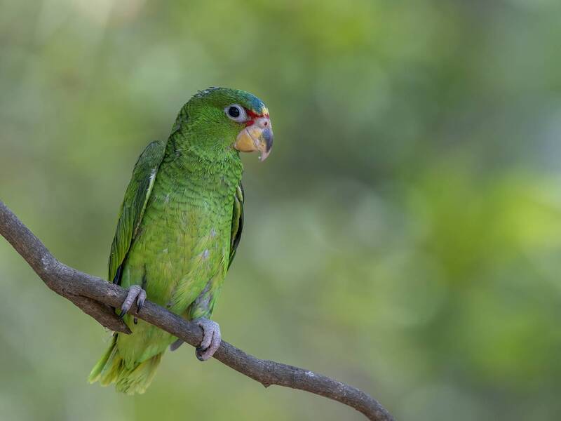 White-fronted Amazon фото превью