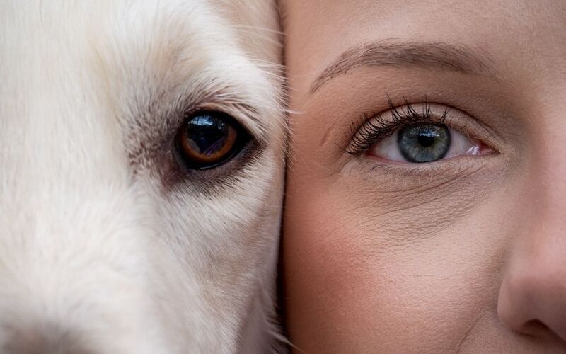 pet, dog  фото превью