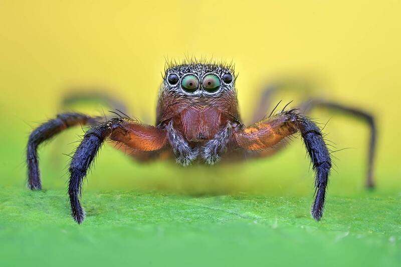 ceclii, macro  фото превью