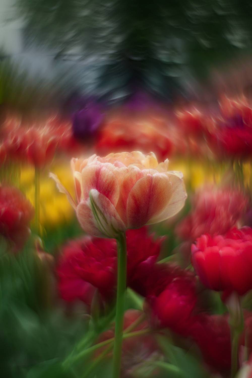 , Andrey Sosnovsky