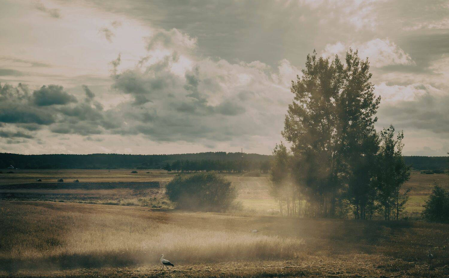 ainava, dūmaka, putns, Cielava Dace