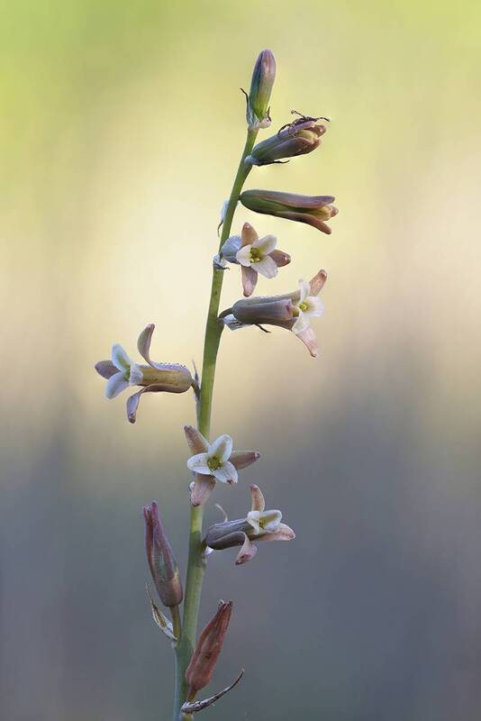 plant, nature, flower, close up, springtime, selectve focus Dipcadi serotinum фото превью