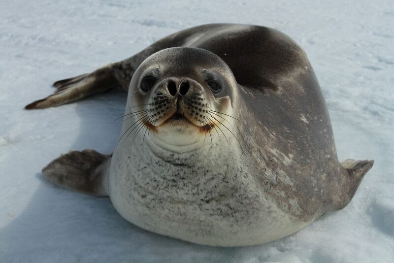antarctica Seal Weddell (Leptonychotes weddellii) on the ice фото превью