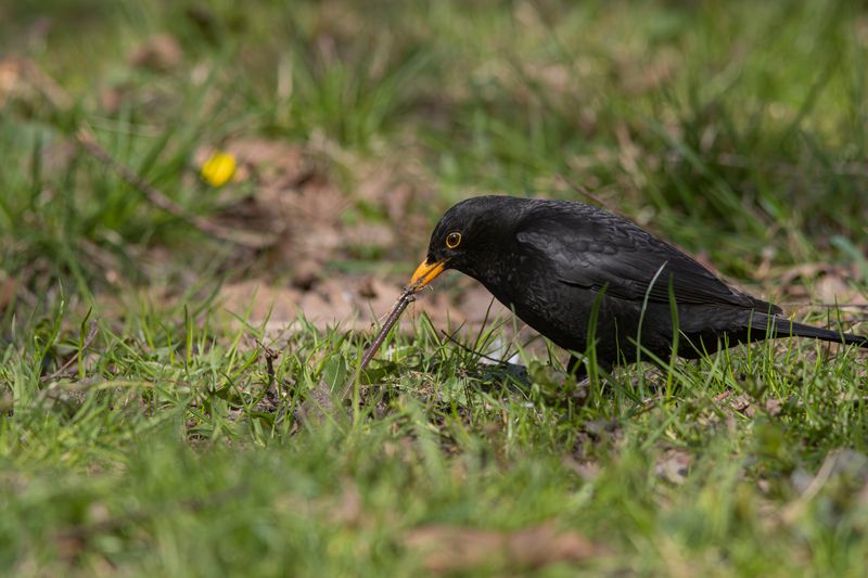 черный дрозд, дрозд, turdus merula, blackbird, парк имени макса ашманна, птицы калининградской области Тянем-потянем фото превью