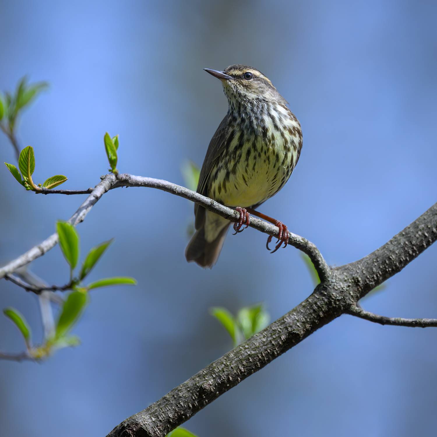Northern waterthrush. Автор: AlexsanderBB , AlexsanderBB