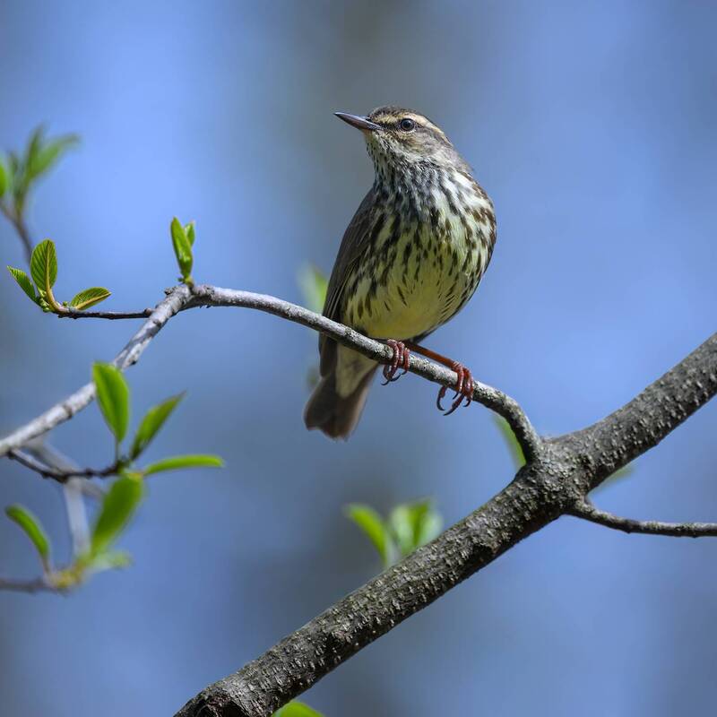 Northern waterthrush фото превью