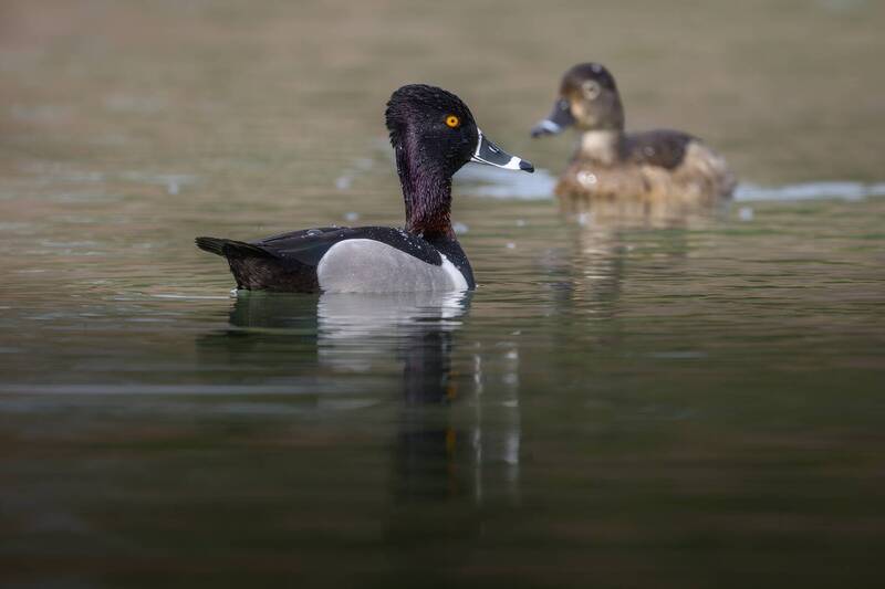 Ring-necked duck (m&f) фото превью