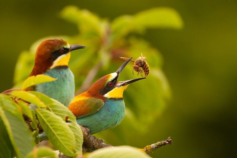 Bee-eater фото превью