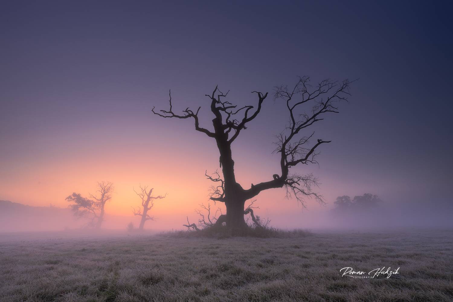 Oak, Sunrise, Sunset, Nikon, Nikon Z 7_2, Fog, Hudzik Roman