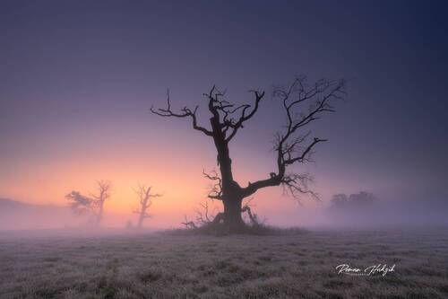 Oak.
