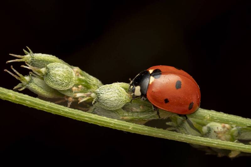 insects, macro, closeup, nature  фото превью