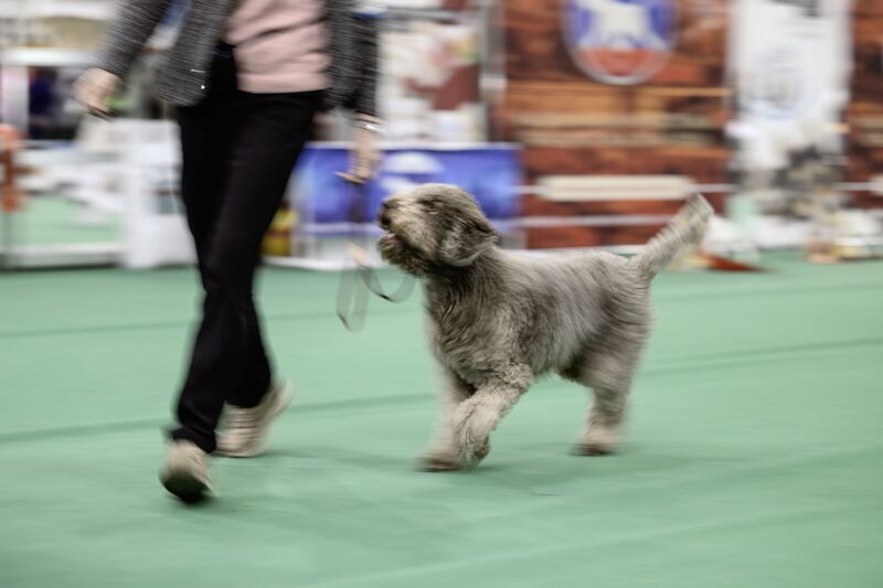 Lagotto Show фото превью