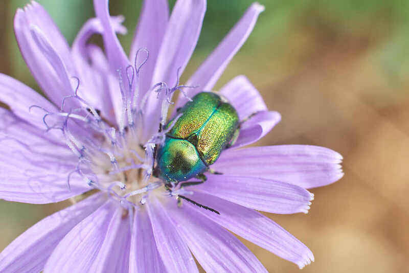 Cryptocephalus sericeus, скрытоглав шелковистый, жук, волгоград, россия Cryptocephalus sericeus фото превью