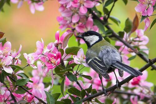 Большая синица (Parus major)