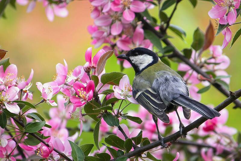 Большая синица (Parus major) фото превью