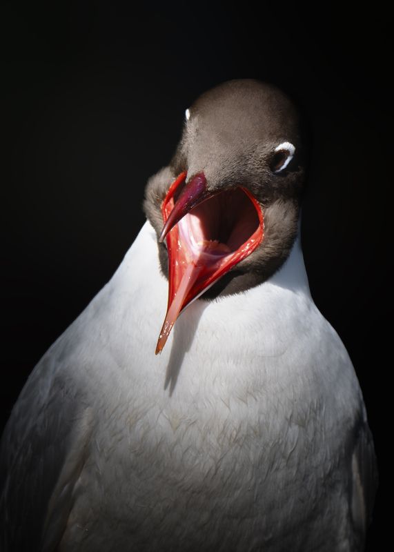 Озёрная чайка (Chroicocephalus ridibundus) фото превью