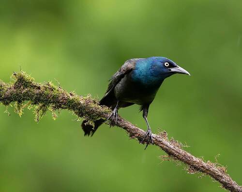 Common Grackle - Обыкновенный Гракл