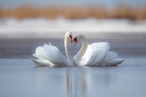 Танец любви // The dance of love
