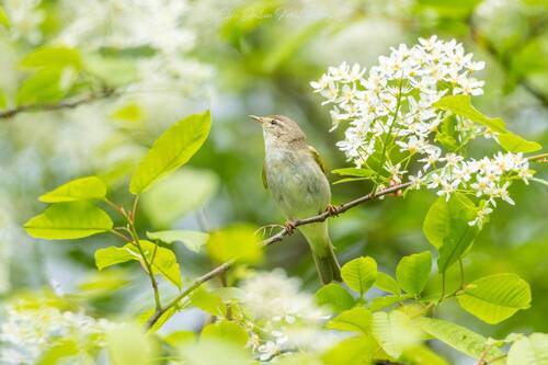 Пеночка-весничка (лат. Phylloscopus trochilus)