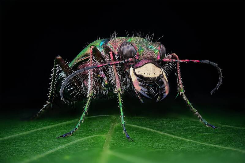 ceclii, macro  фото превью