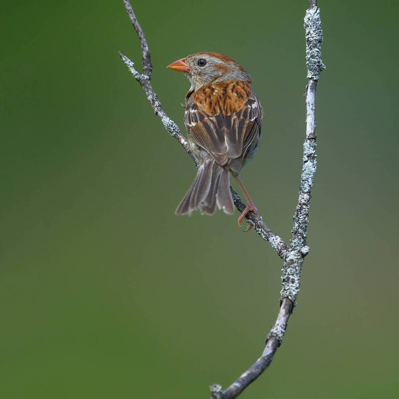 Field sparrow фото превью