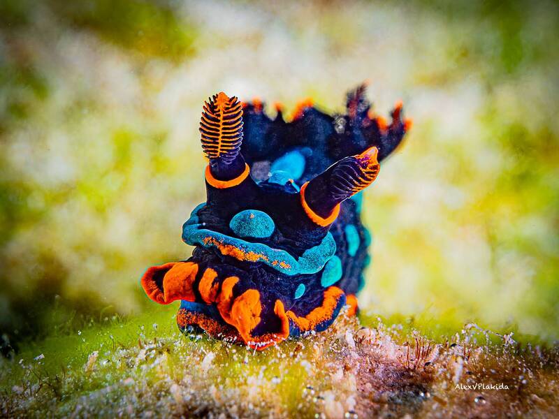 underwaterphoto, nudibranch, underwaterphotography Настоящий символ весны фото превью