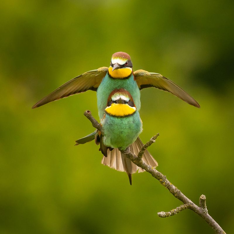 Bee-eater фото превью